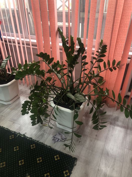 Долларовое дерево