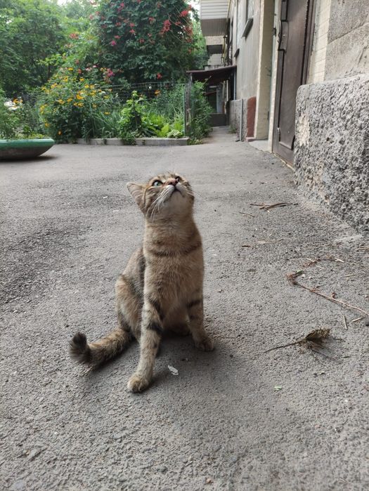 Стерилизованная кошка