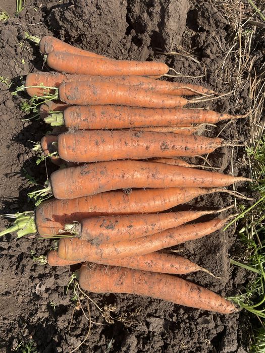 Morcov Natuna F1 si Baltimore F1