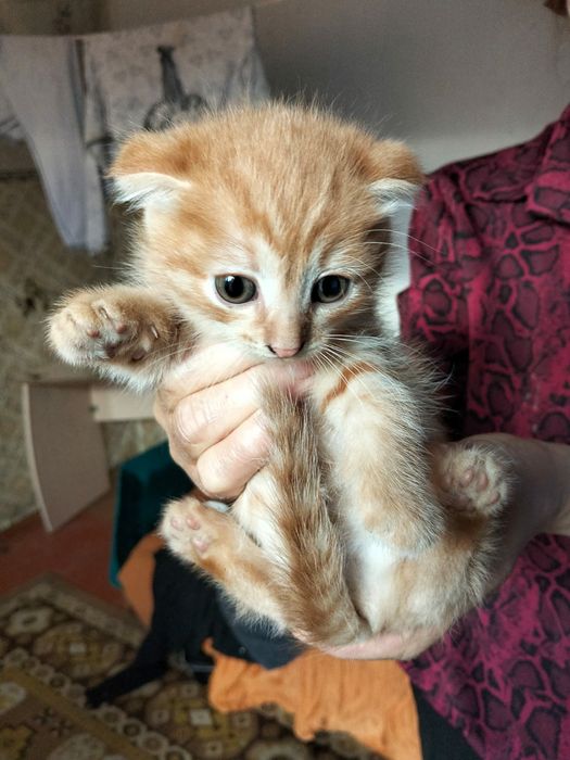 Отдам котят бесплатно