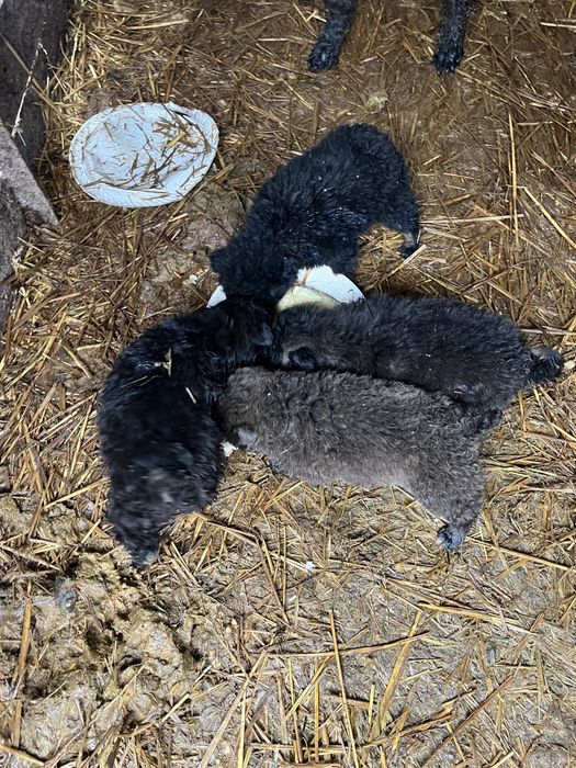 Vand Catei de intors capre si oi