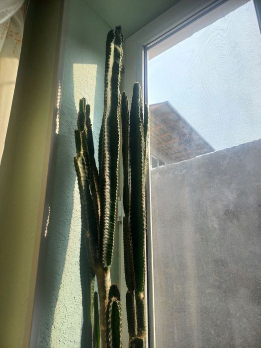 Amadinka qushi sotiladi gul bonus