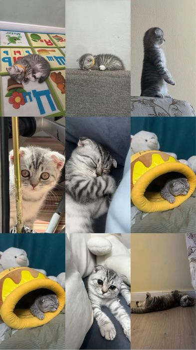 Продаётся кошка породы Scottish Fold