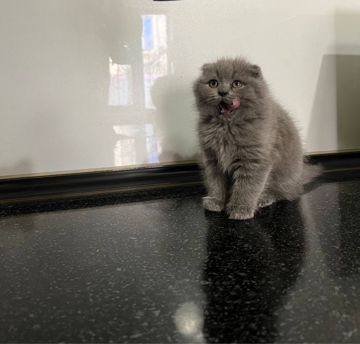 Породистые кошки