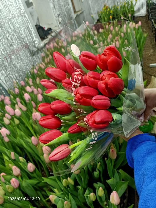 Предзаказ тюльпанов