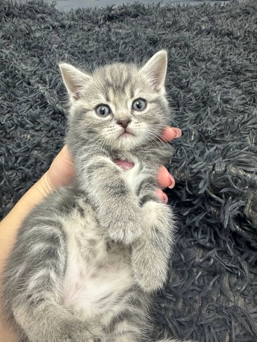 Skottish Strayt mushukchala