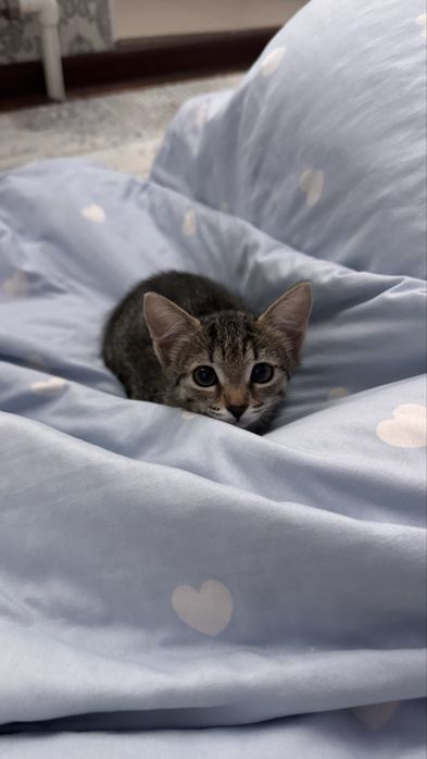 Котенок 1,5 месяца