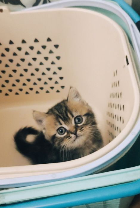 Британский мальчик из ПрофПитомника