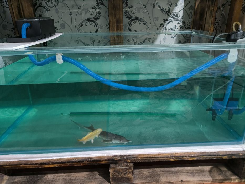 Продам аквариум можно как террариум