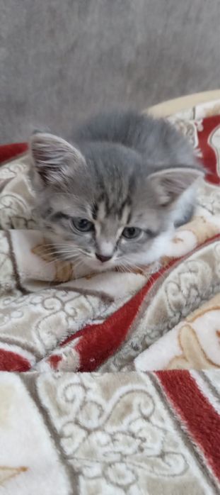Отдаем кошечку в хорошие руки