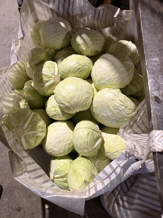 De vanzare Varza Gintama