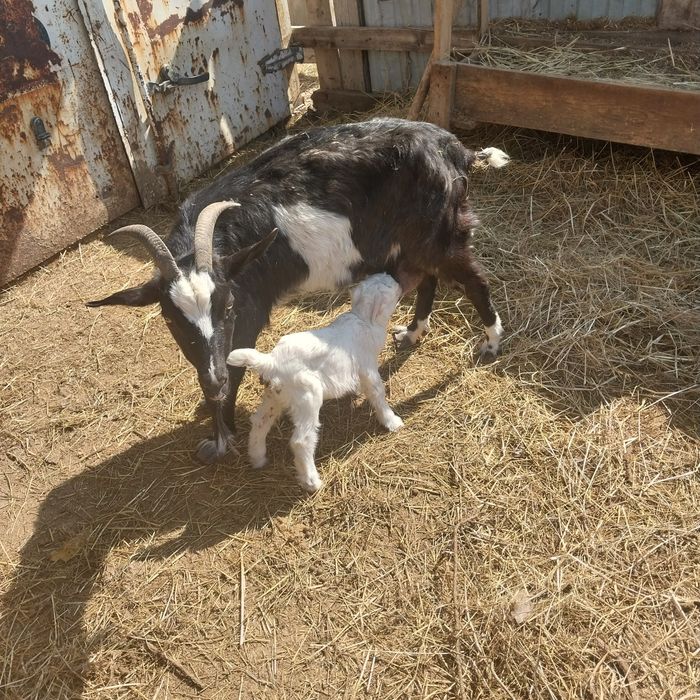 Сүтті ешкі сатылады