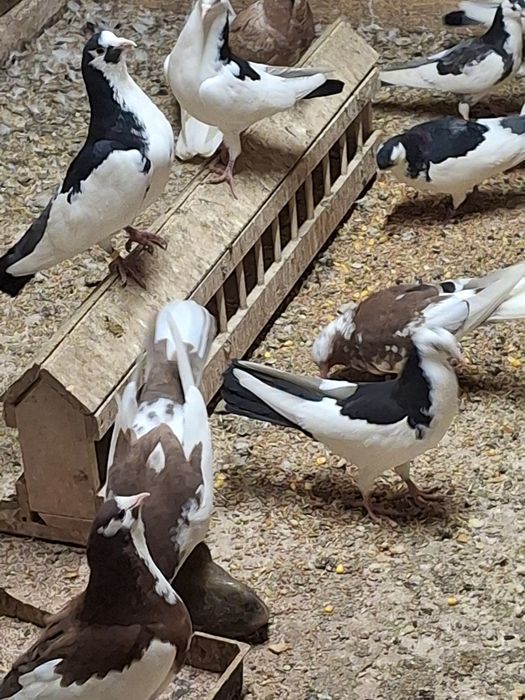 Пазарджишки гълаби