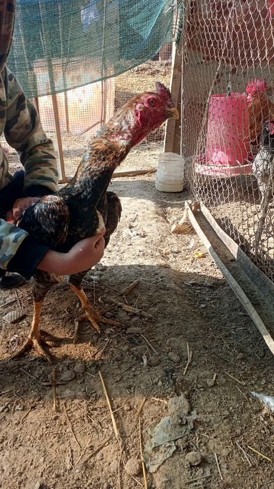 Xoʻroz dakan sotiladi