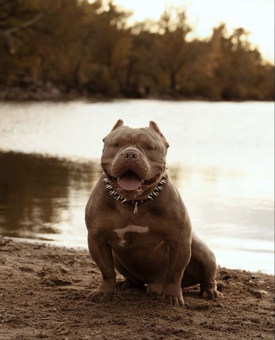 Американский булли для вязки