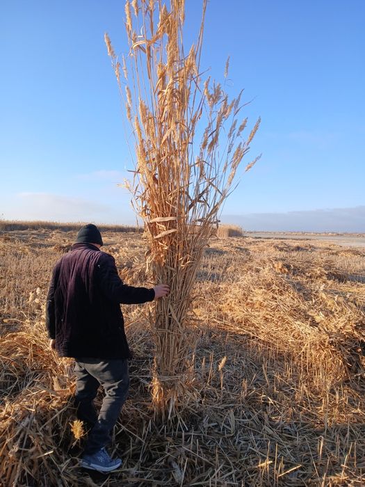 Qamish sotiladi narxini galishamiz.