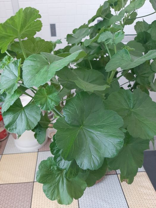 Продам комнатные цветы..