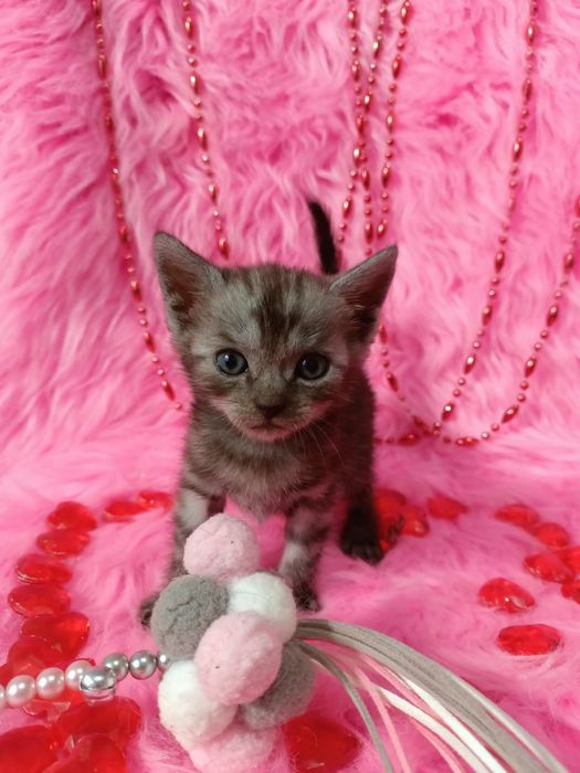 Продам котёнка девочку шотландка +бенгал