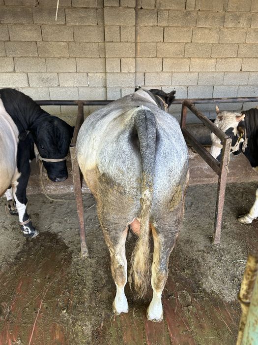 5 бас Семіз бұқалар бар