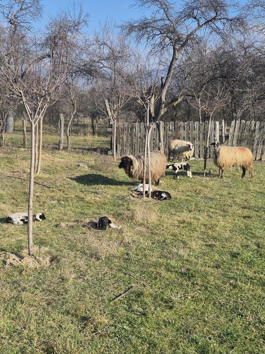 Oi cu miei de vanzare