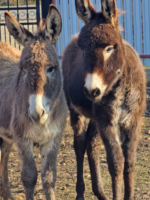 Vand pereche de magarita și măgar  cuminți