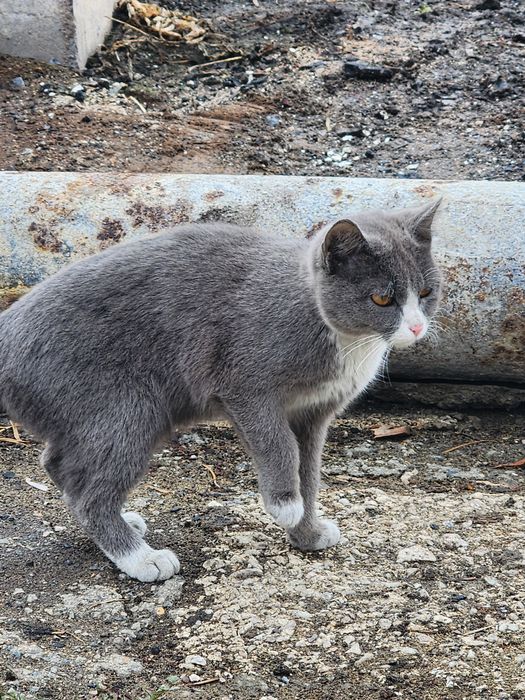 Отдам в хорошие руки.