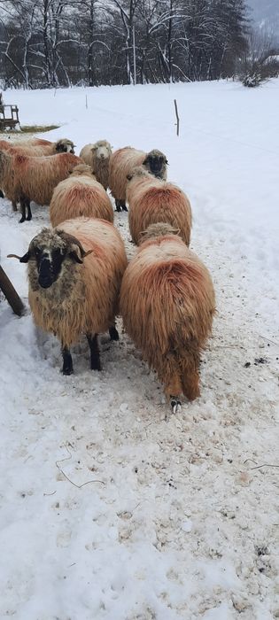 Vând oi.  Preț negociabil!