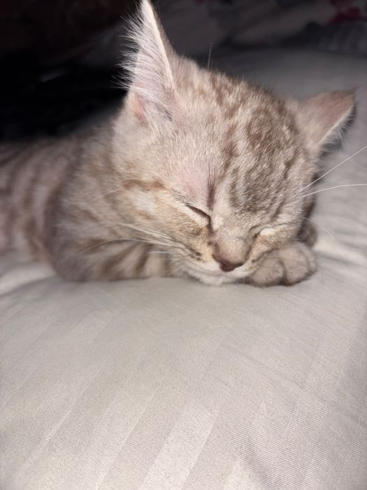 Кошка вислоухий.
