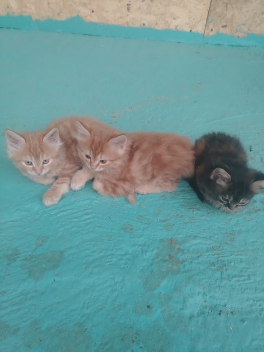 3 котят, отдам в добрые руки!