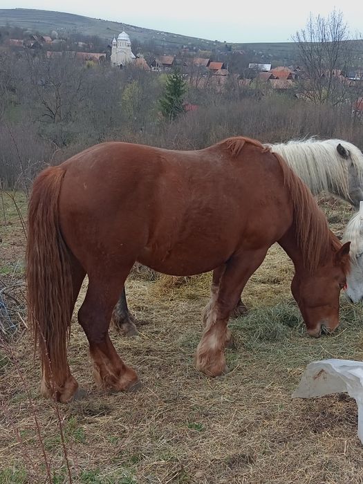 Vând sau schimb mânz și mânza
