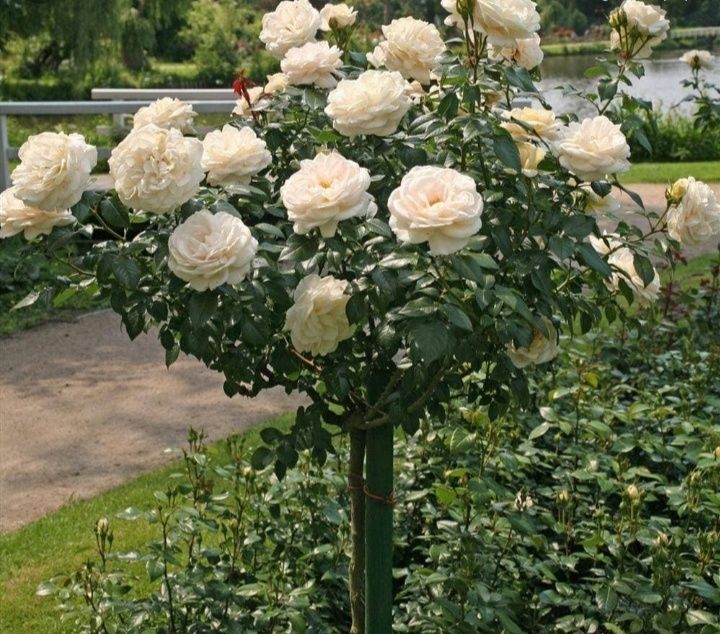 Продам розы штамповые