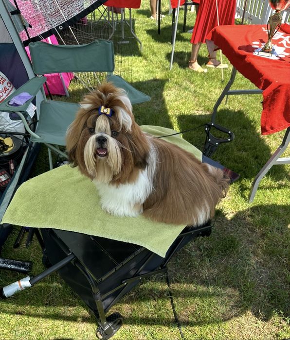 Cațel Shih Tzu Pui cu Pedigree Rasa Pura