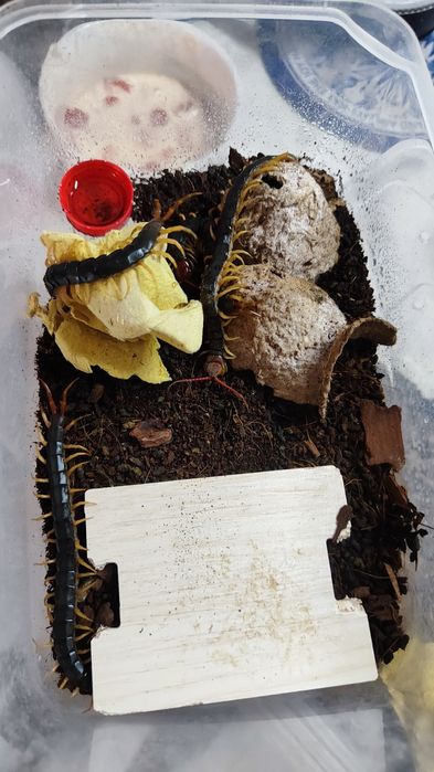 scolopendra mutilans "yellow legs