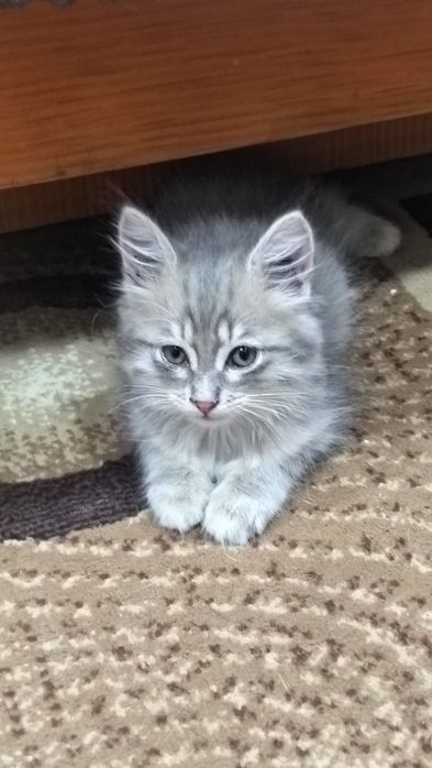 Отдадим милых котят