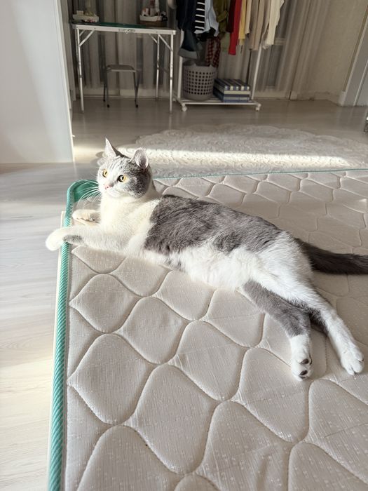 Кошка по имени Лео