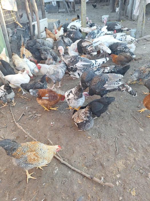 Продавам пуйки може и заклани и изчистени