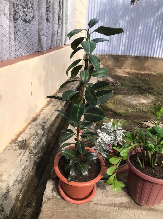 Продам цветы домашние растения