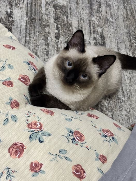 отдам кота в добрые руки