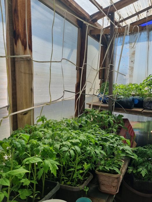 Продам рассаду томатов