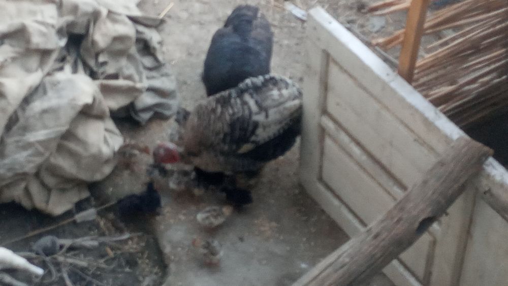 Kurka jõjalari va Onasi sotiladi narxlarni kelishamiz .