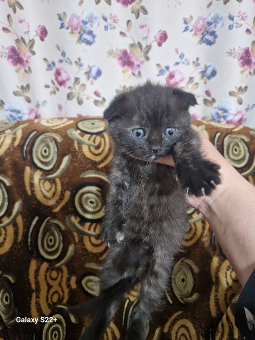 Продаю вислоухих котят. Девочки