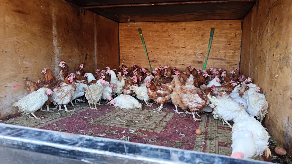 Продам курей несушек 1300