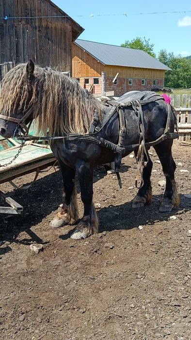 De vânzare cal 4 ani