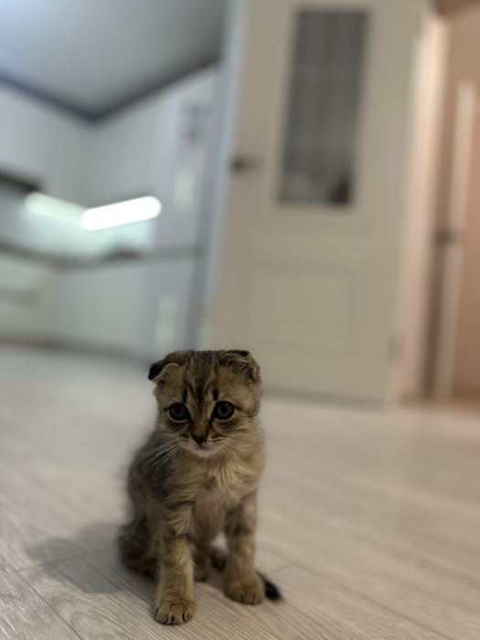 Отдам котенка в добрые руки!