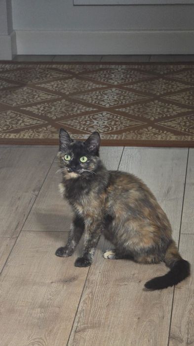 Домашняя кошка 4 месяца