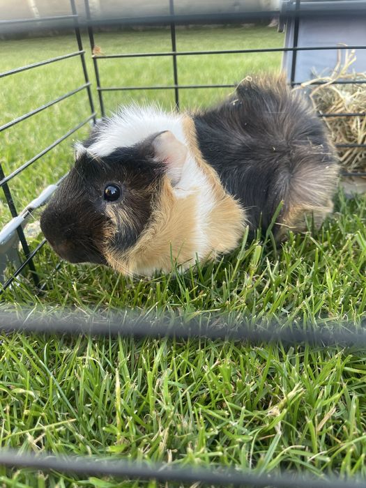 Porcusor de Guineea