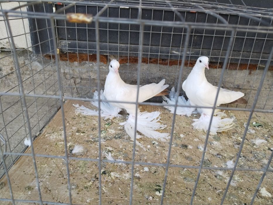 Голуби С/К Персы