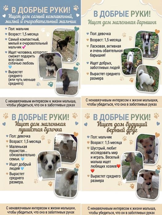 Щенки в добрые руки
