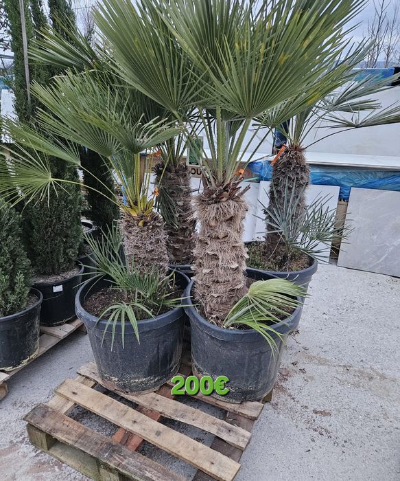 Палми и Декорация за вашата страхотна градина