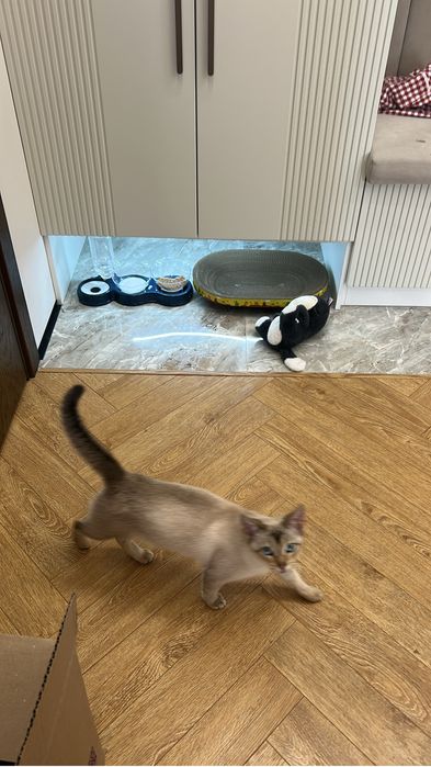 Отдам кота 7 мес